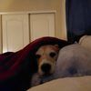 emily_boholst